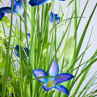 Okrasná tráva svazek modré květy 70 cm 2